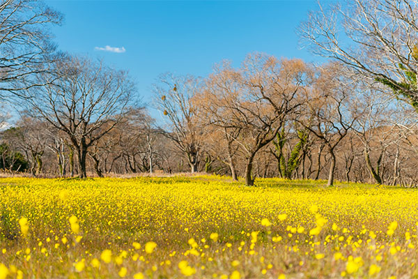 菜の花の森