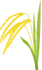 稲穂のイラスト
